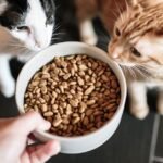 cat food