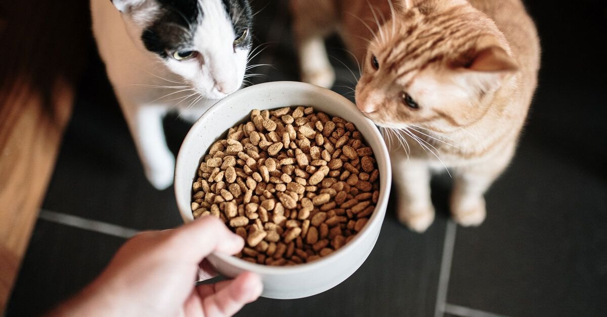 cat food