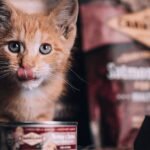 kitten food