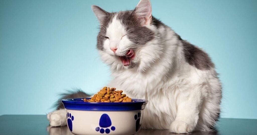kitten food