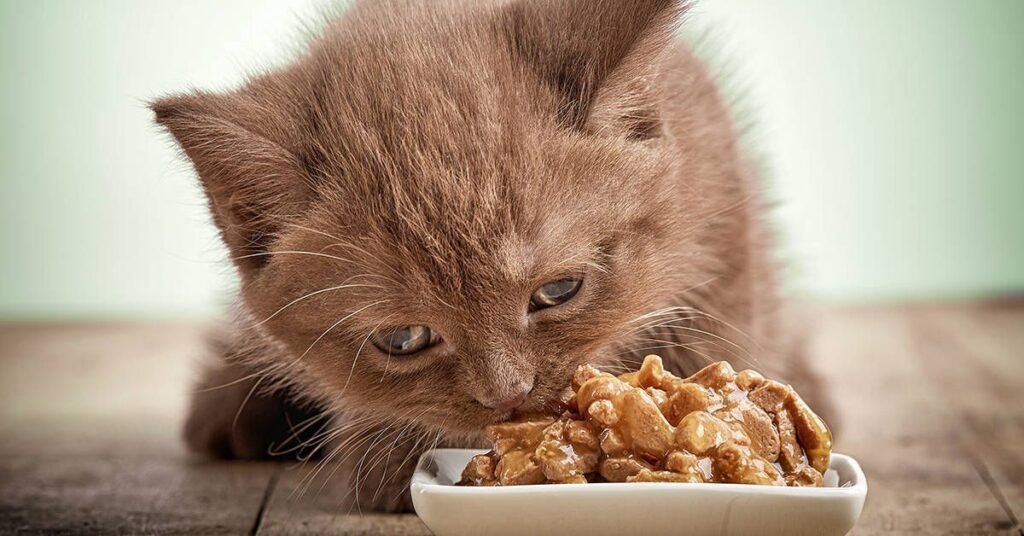 kitten food