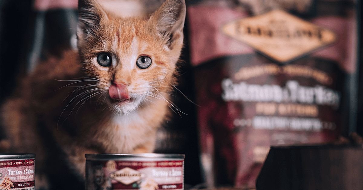 kitten food