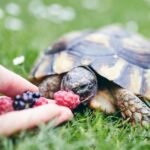 turtle food