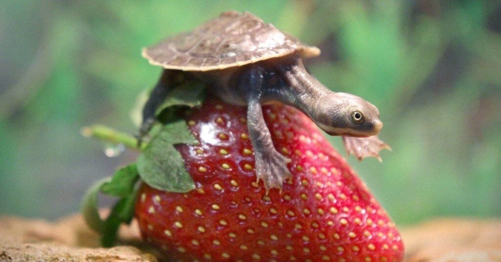turtle food