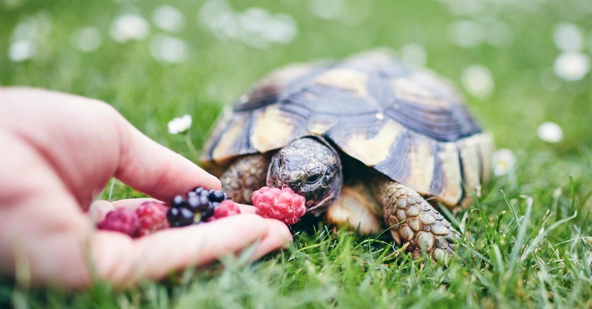 turtle food